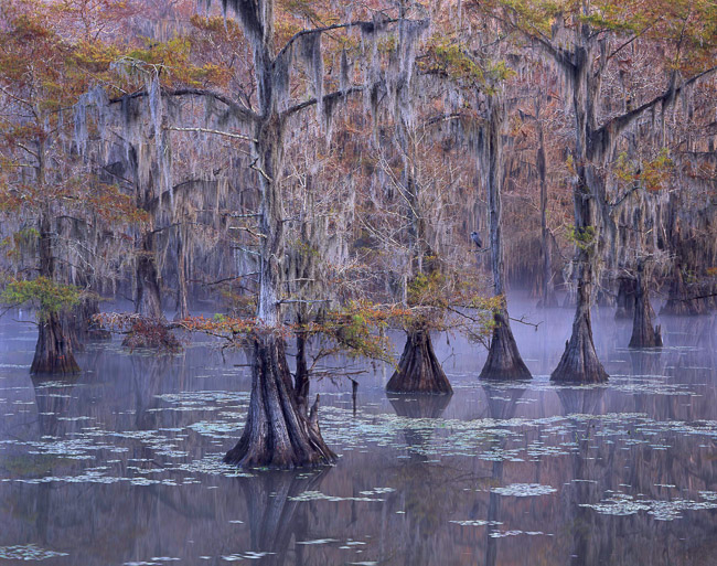 Cypress Group, Fog