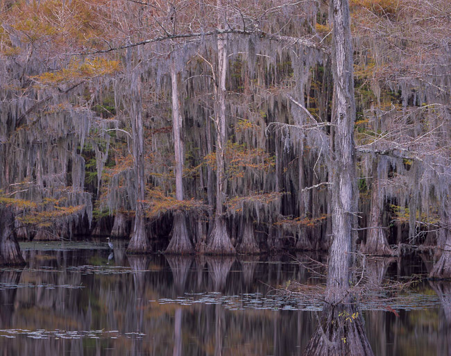 Cypress Sanctuary