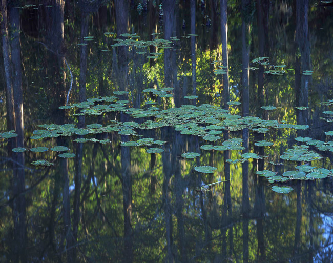 Lily Pad Reflection