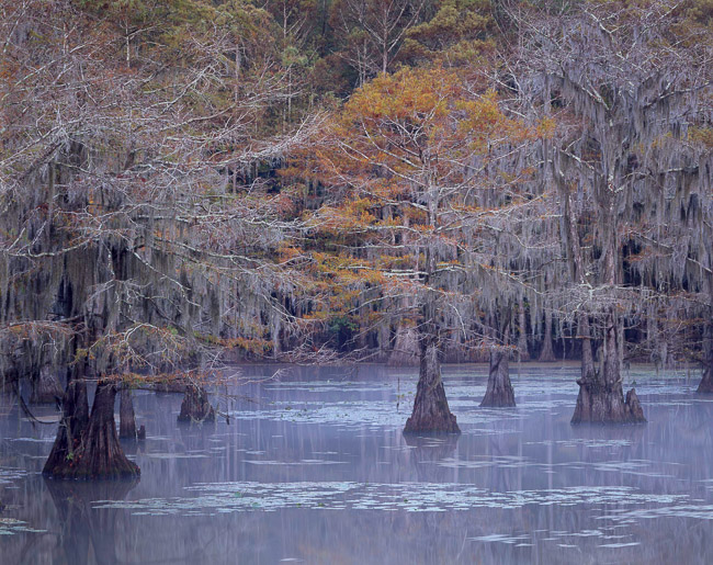 The End of Autumn, Morning Fog