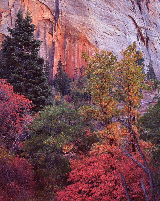 Maples, Pines and Glowing Wall, Kolob Canyon