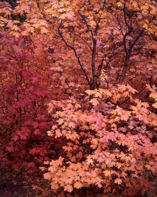 Among the Maples, Kolob Canyon