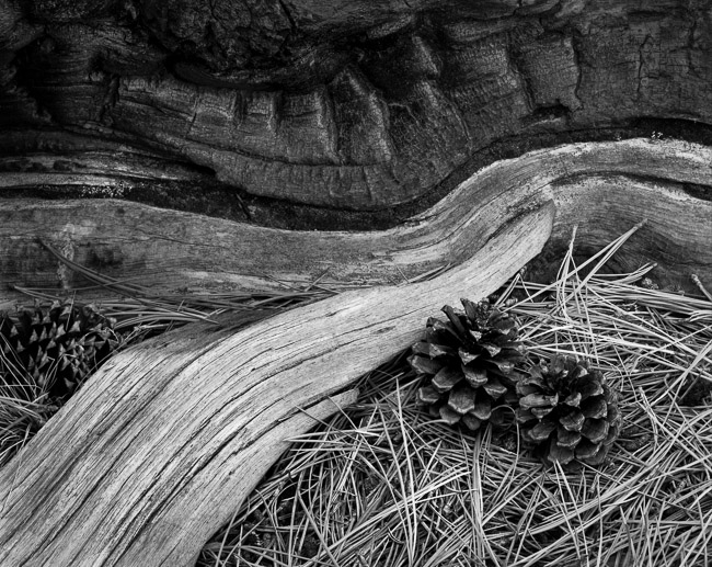 Burned Log Detail