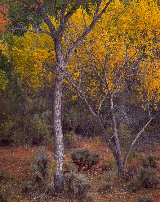 Cottonwoods, Sunset