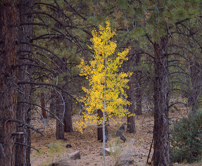 Single Aspen