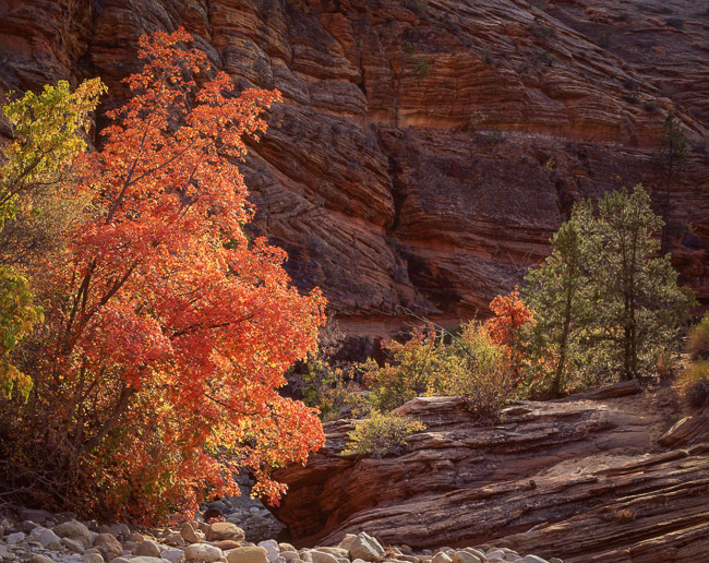 Backlit Maples