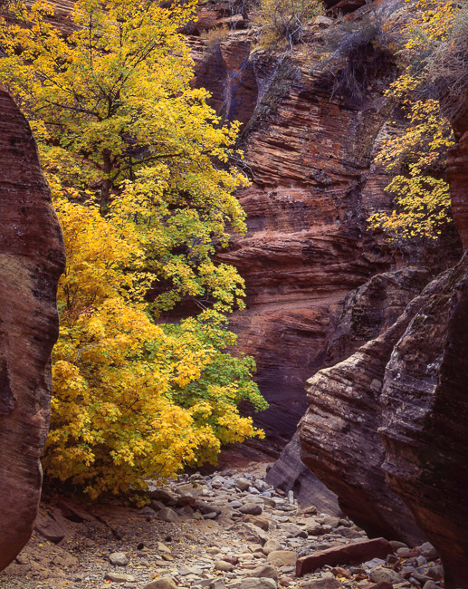 Autumn Passage