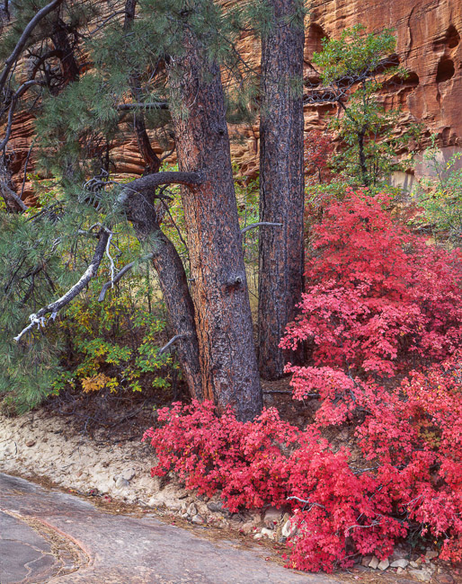 Pines and Maples