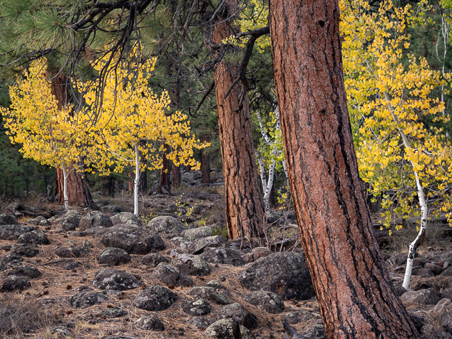 Aspen and Pines, Deer Creek