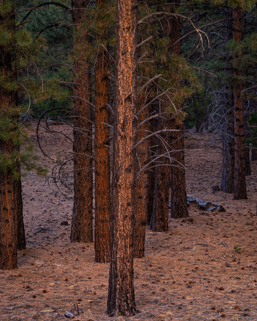 Glowing Pines, Sunset