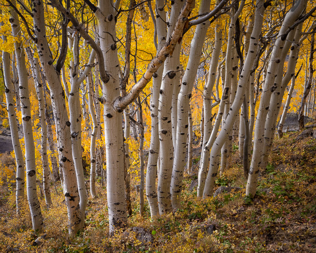 Inside the Aspen
