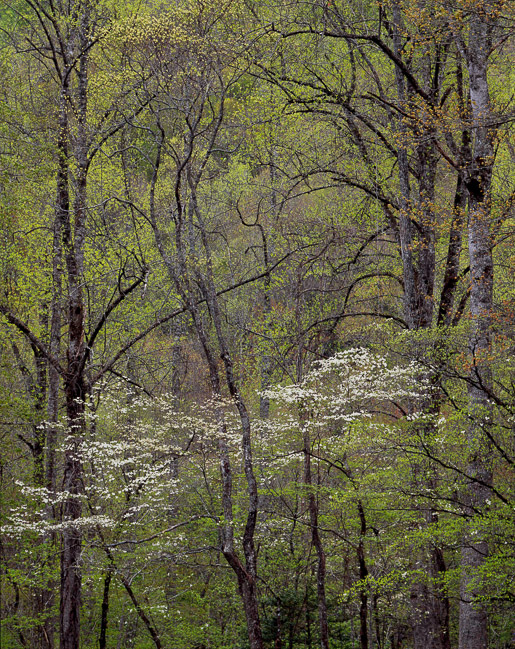 Spring Forest, Dogwood