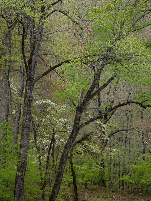 Dogwood, Spring