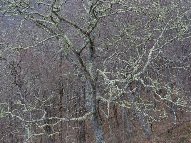 Early Spring Hillside
