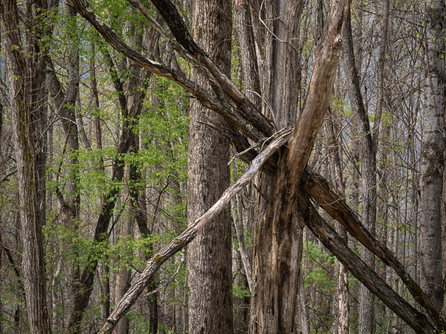 Spring Forest Detail