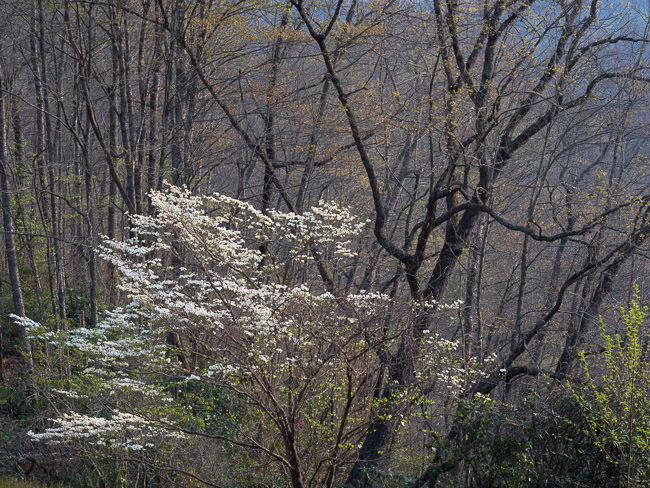 Evening Dogwood