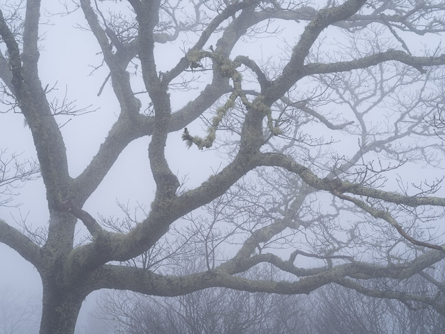 Blue Ridge Fog #1