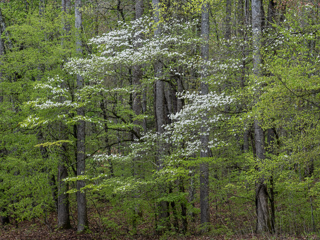 Dogwood Group