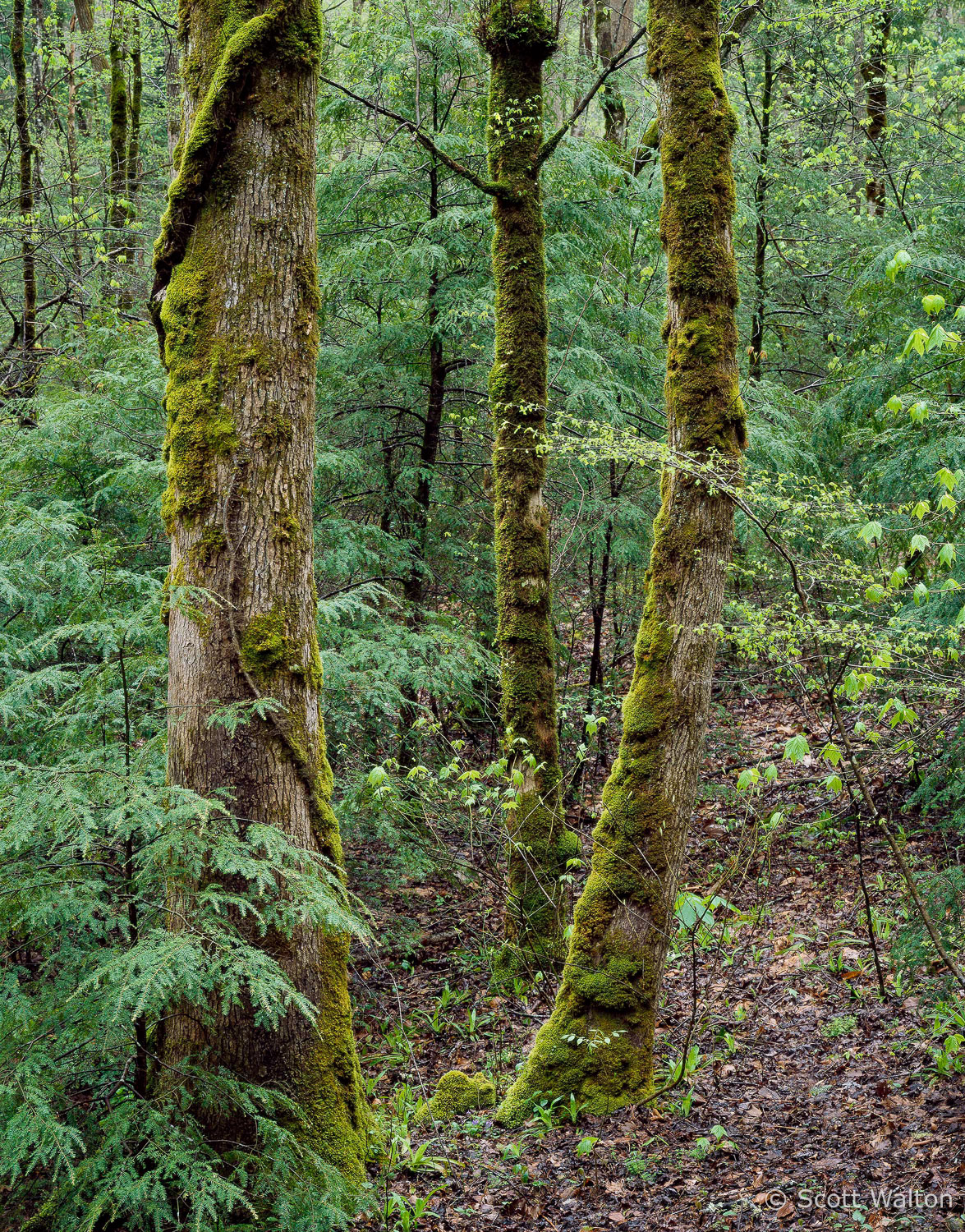 TreeGroupAfterRain-Tremont_vertical-7001740-003.jpg