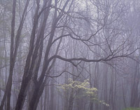 Sheltered Dogwood img090.jpg