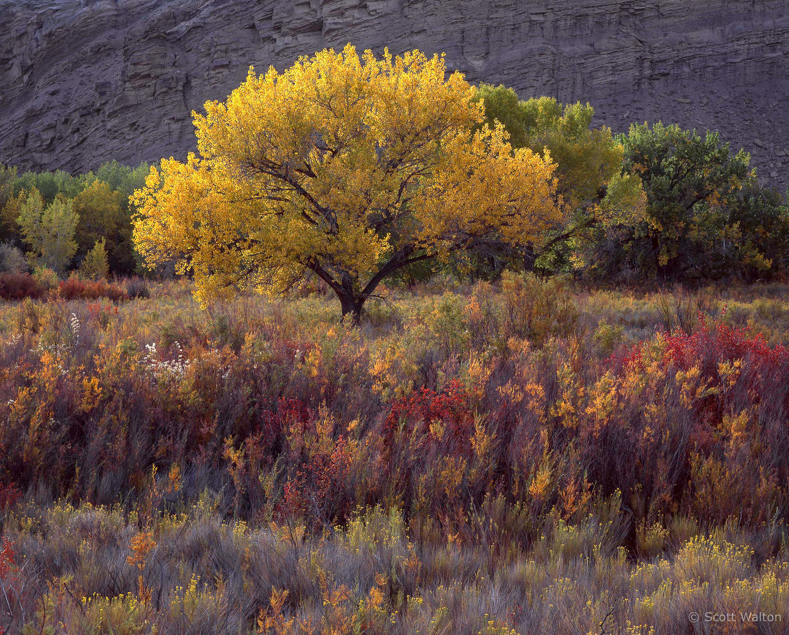 BacklitCottonwoodColorfulGrasses.jpg