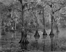 Morning Meditation CaddoCypressGroupMorningFogBW-homescan-Tmax100.jpg