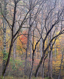 Autumn Silhouette Smokies3blackTrunksFall-homescan-Provia.jpg