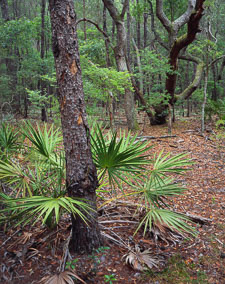 TreePalmettosCurvedBranches-homescan-Provia100.jpg