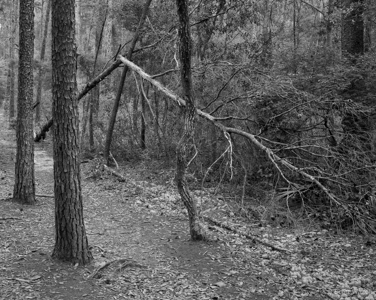 BrokenTree-Forest-Chiploop-Tmax100.jpg