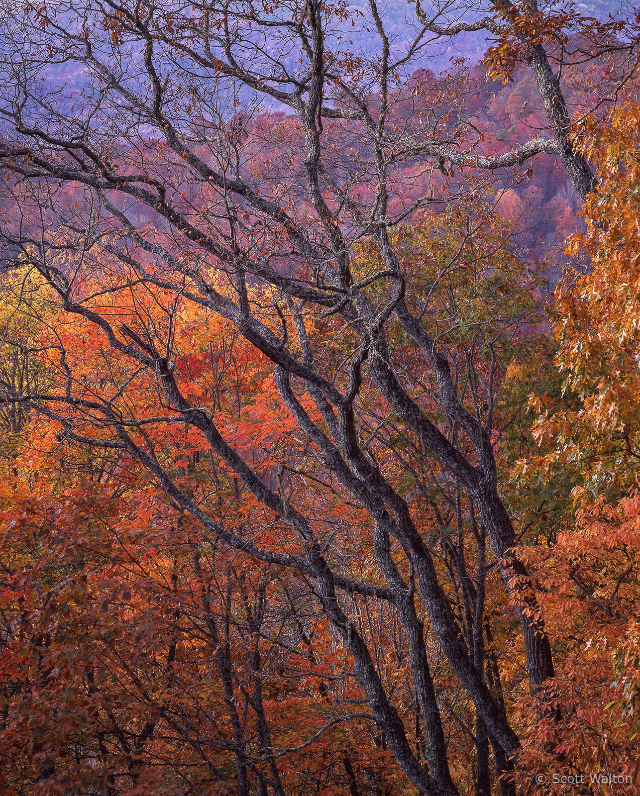 Smokies-TwistedTreesFall-BRP-homescan-provia.jpg