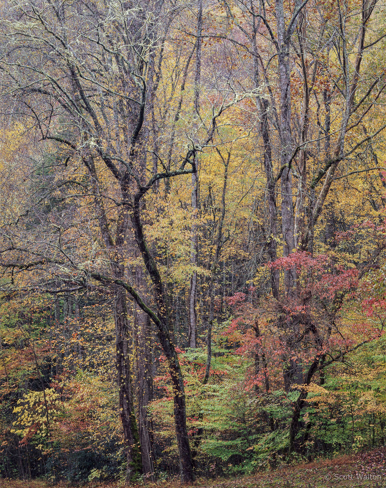 SmokiesMingusMillEntranceFall-homescan-Velvia.jpg