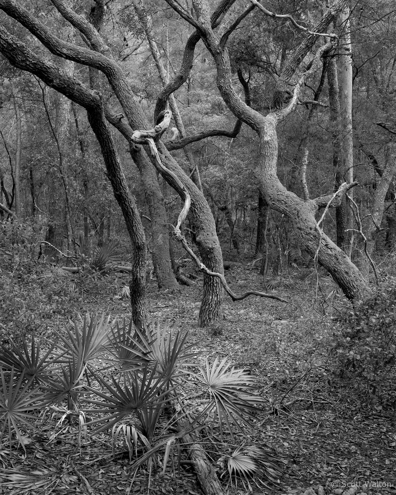 TangledTrees-RedDotTrail-Tmax100.jpg