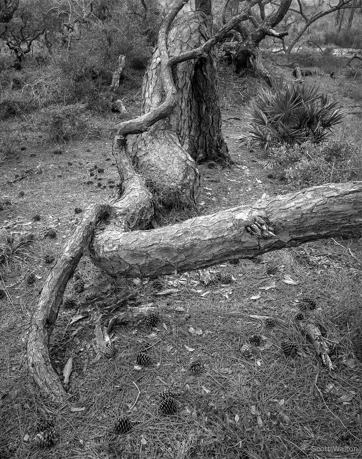 TwistedTreeTopsailHillStPk-Tmax100-homescan.jpg