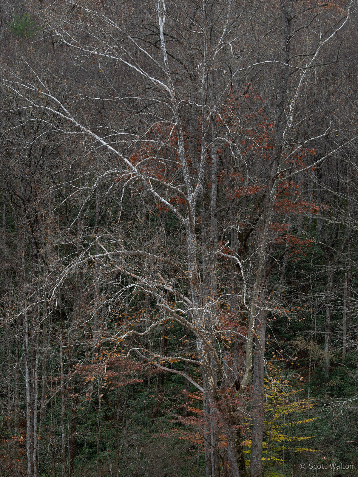 bare-sycamore-late-fall-great-smoky-mountains-national-park-north-carolina.jpg