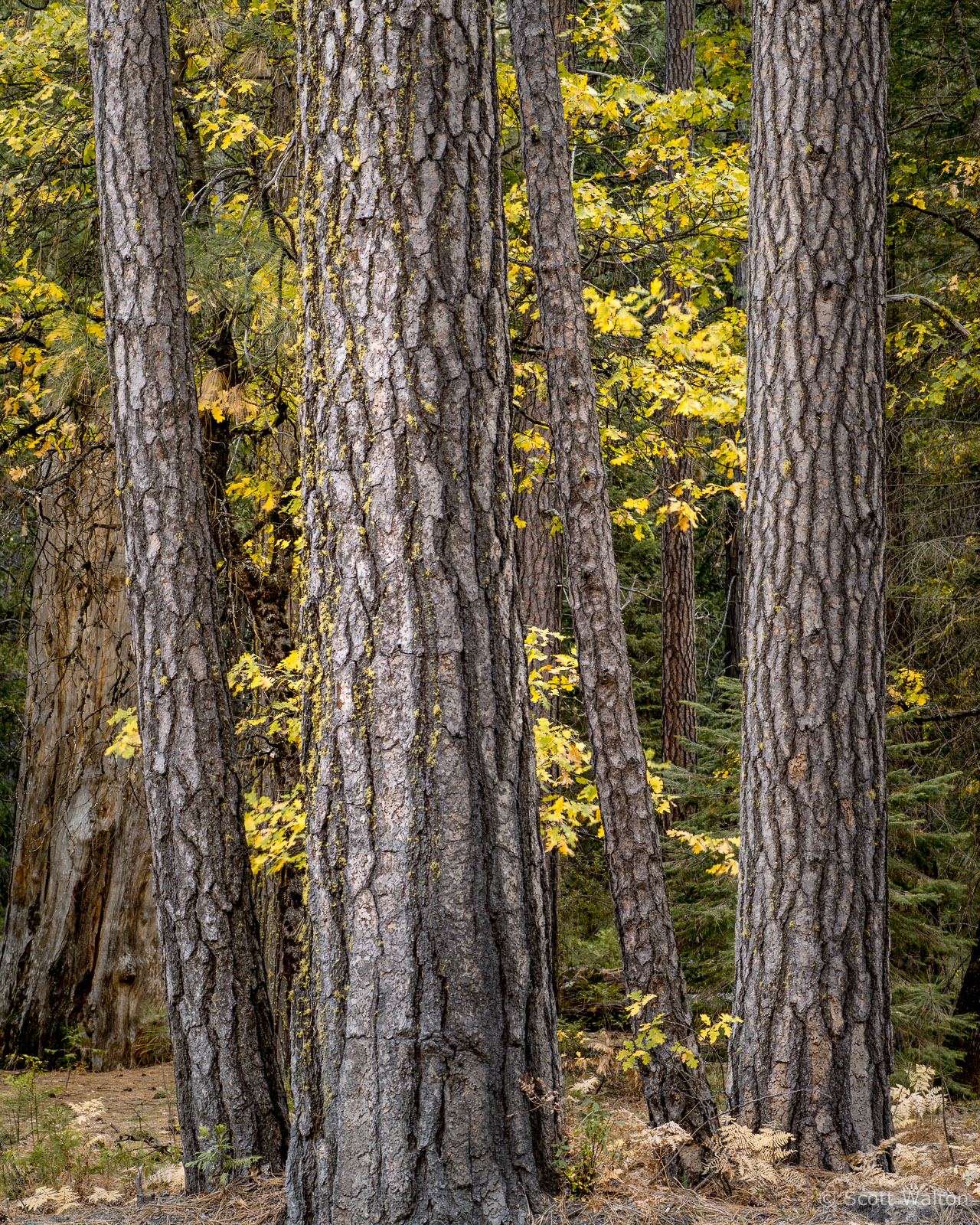 ponderosa-pines-fall-yosemite-national-park-california.jpg