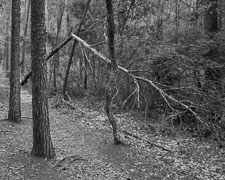 BrokenTree-Forest-Chiploop-Tmax100.jpg