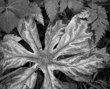 MayappleDetailDysertWoods-tmax100-homescan.jpg