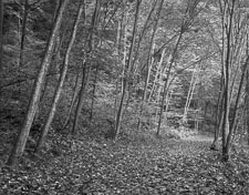 PathwayFallBlackhandGorge-homescan-hp5-.jpg