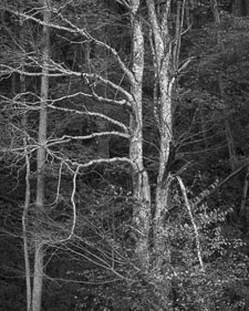 Smokies-BRP-TwinTrees-Tmax400-Homescan.jpg