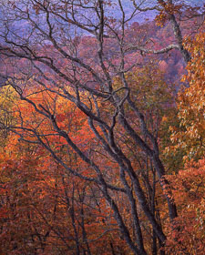 Smokies-TwistedTreesFall-BRP-homescan-provia.jpg