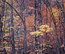 SmokiesLeaningTreesStraightenedFall-homescan-Velvia.jpg