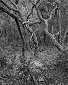 TangledTrees-RedDotTrail-Tmax100.jpg