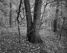 Trees-BlackhandGorge-Tri-X_homescan_v2.jpg