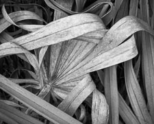 TwistedPalmettoTimpoochee-homescan-Tri-x.jpg