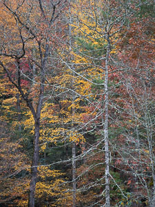 _IMG1460.jpg