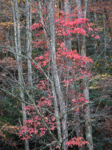 _IMG1570.jpg