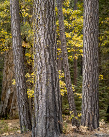 ponderosa-pines-fall-yosemite-national-park-california.jpg