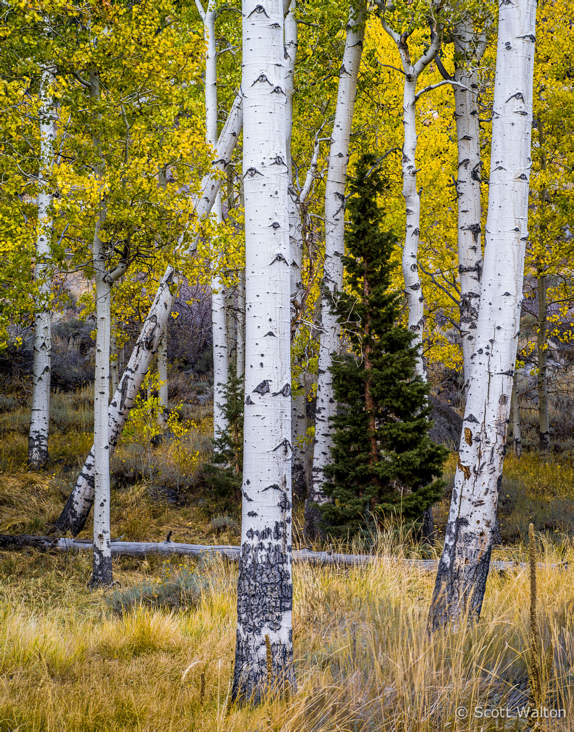 aspen-pine-forest-fall-lee-vining-canyon-california-aeV2.jpg