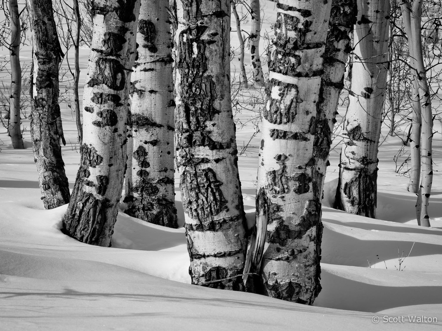 aspen-trees-snow-jackson-hole-wyoming-grand-tetons-ae.jpg