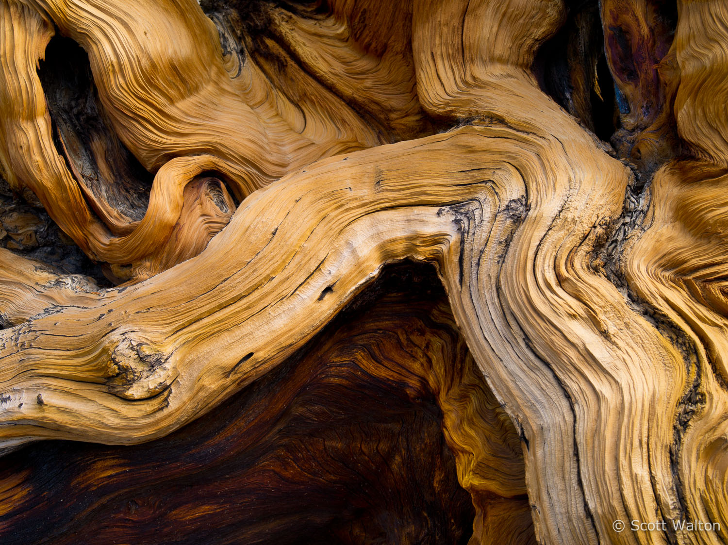 bristlecone-pine-detail-white-mountains-california-ae.jpg